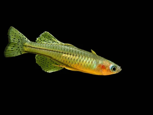 One Gertrude Spotted  Blue Eye Rainbowfish Nano Fish (7576)