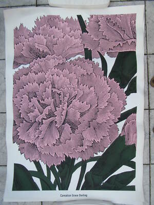 Carnation Grace Darling ( Nelke ) ( John B.Dodge ) Kunstdruck 100 x 140 cm