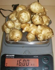 Jerusalem Artichokes Sunchoke Tubers from my "Organic" Indiana Garden 4oz - 1 lb