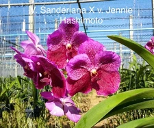 Vanda Sanderiana X v. Jennie Hashemite Seedling Orchids