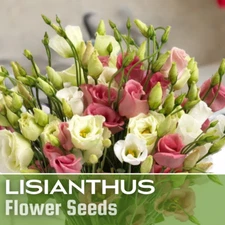 Lisianthus Seeds - Everlast Mix - Seeds Flower Seed Flowers Non Gmo Heirloom