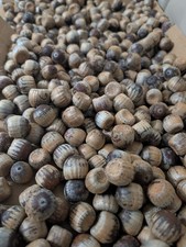 3 lbs Fresh Alabama Southern Red Oak Acorns - Float Tested!