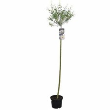 Willow Tree Salix Hakuro-Nishiki Hardy Perennial Deciduous Garden Plant 1x 3.5L