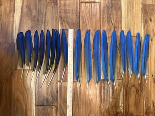 17 Hybrid Mccaw Wing Feathers Naturally Molted (Catalina): 10 13 Inches