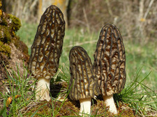 Morchella conica Black Morel Dry Grain Mycelium Worldwide Delivery 190