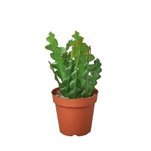 Epiphyllum 'Ric Rac' Cactus-6" Pot - Bild 3 von 8