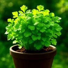 800+ SLOW-BOLT CILANTRO CORIANDER SEEDS 🌿 | HEIRLOOM • NON-GMO | FREE SHIPPING