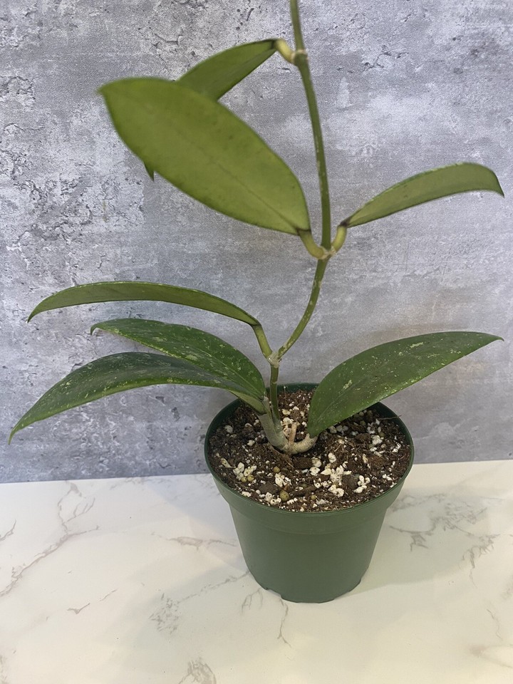 Hoya EPC832 *RARE* 4”Rooted Plant (J32) eBay