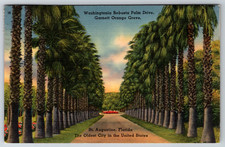 1943 St. Augustine FL Washingtonia Robusta Palm Drive cartolina d'epoca
