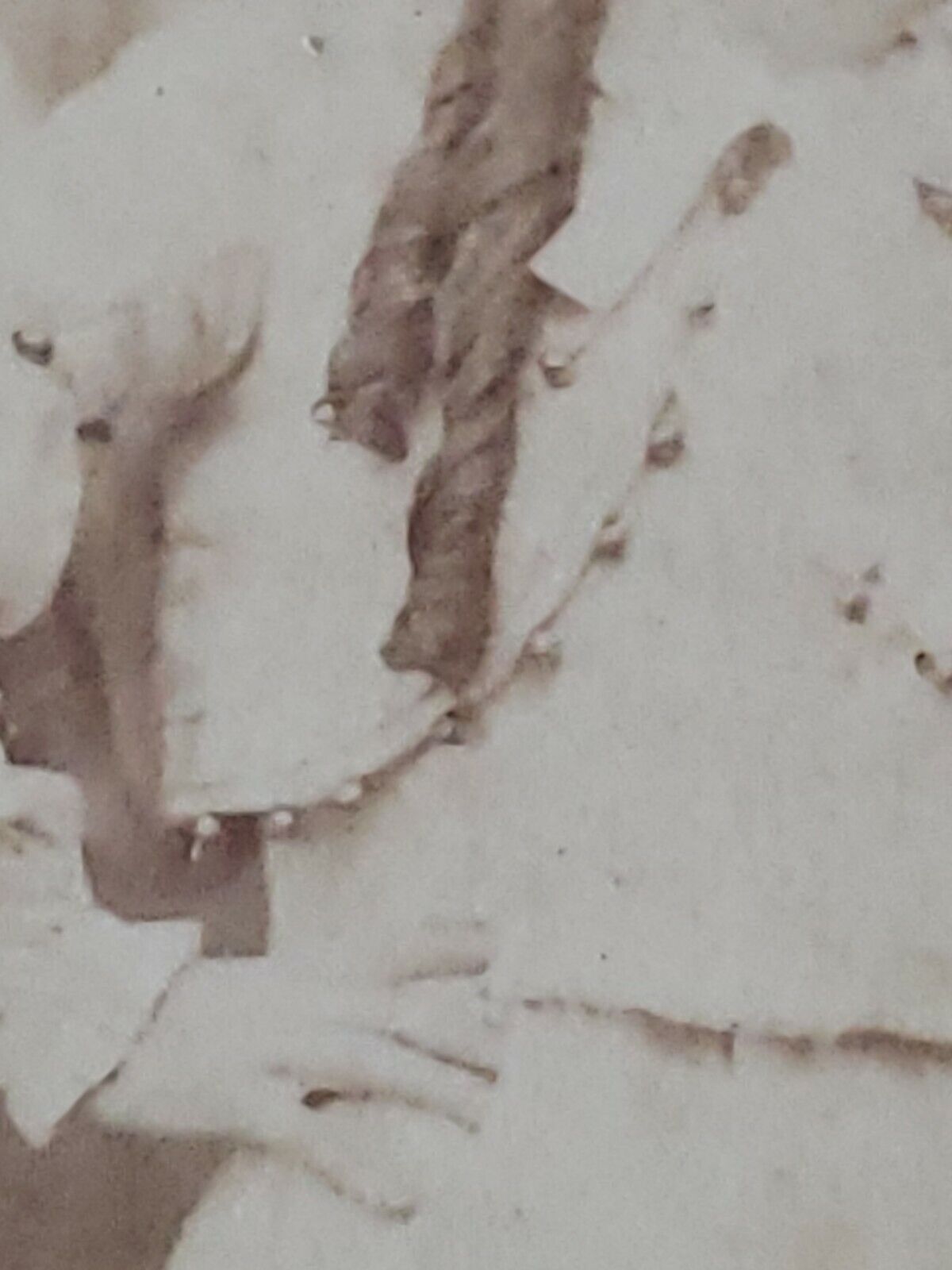 Picture 7 of 12