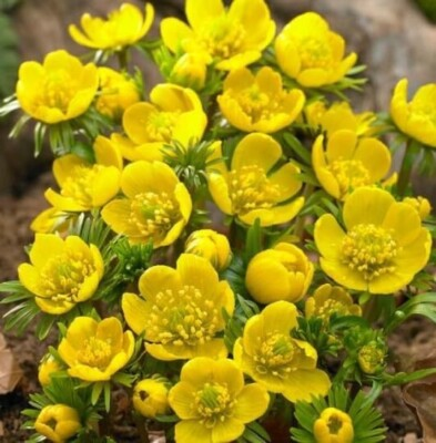 #ad Winter Aconite Flower Bulbs Eranthis Cilicica $14.95