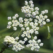 6x Caraway Plug Plants Herb Vegetables Garden - End of