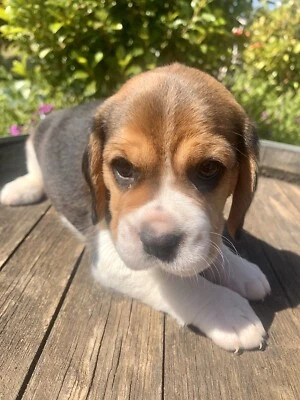 gumtree beagle puppies