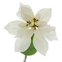 Gasper Weihnachtsstern - Poinsettie Weiß 60 Cm - Kunstblumen