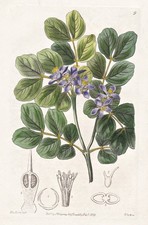 Guaicum officinale Jamaica flower botany flower botany Edwards copperplate 1839