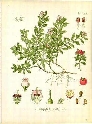Arctostaphylos Uva ursi Sprengel, Schöne Grafik nach der Vorlage von 1887 