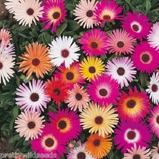 LIVINGSTONE DAISY MESEMBRYANTHEMUM  MAGIC CARPET 35,000 Seeds wholesale