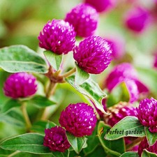 3000 Seeds Gomphrena Globosa Purple Globe Amaranth Edible Herbal Garden