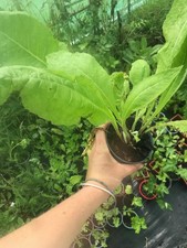 2 x Elecampane Plants 9cm Pot | Inula helenium |
