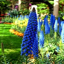 PRIDE OF MADEIRA Flower Seeds Echium fastuosum Blue Tower of Jewels Garden Plant