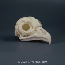 Barred Owl Skull Replica Museum Quality 