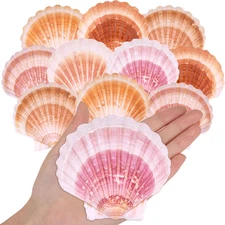10PCS Large Natural Scallop Shells, 4-4.5 Large Sea Shells Pink & Yellow ...