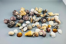 Lot of 60 Assorted Mix Small Natural Seashells Conch Helmet Scallop 1.5" - 2"