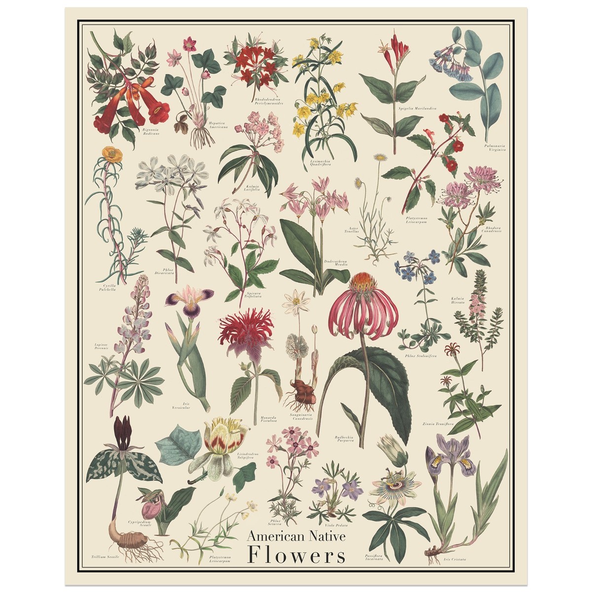 American Native Flowers 16x20 Vintage Flower Identification