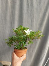 Larger Flowering SATSUKI AZALEA Gin- No- Sai Outdoor Plant Used For Bonsai