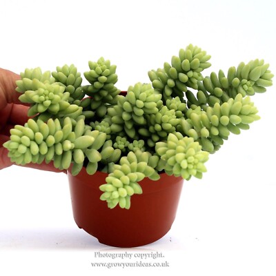 green plant pots large Standard Round Pots for Plants