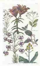1757 Botanical LILLY CORDIA HYACINTH OTHONNA John Hill Pl 54 (EG19)