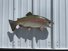 25" Rainbow Trout Two Sided Fish Mount Replica - Quick Production