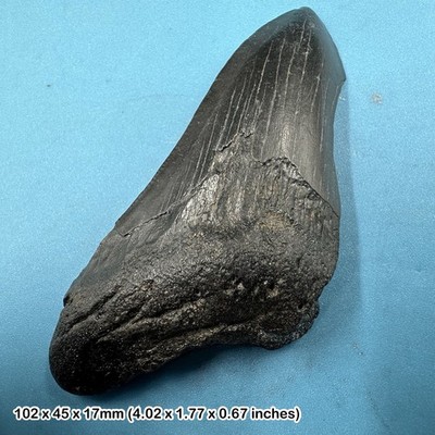 Authentischer Carcharodon Megalodon fossiler Haizahn C-KLASSE - Miozän |