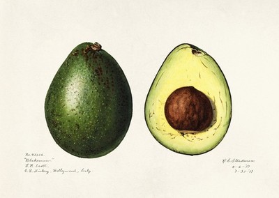 Vintage Avocado Poster Wandbild - Botanischer Druck Dekor Fine Art Print