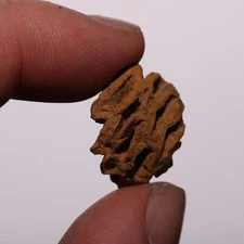 Metasequoia Pine Cone - Partial Dinosaur Aged Fossil - Hell Creek Formation