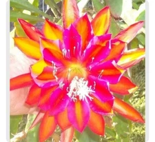 Epiphyllum Cutting Lot 5 Premium Varieties Flower Orchid Cactus Succulent 