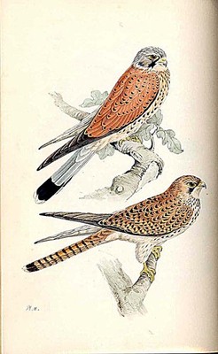 Turmfalke Meyer Vogel antiker Druck um 1840 handkolorierte Gravur