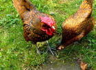 15 NPIP/AI Clean Golden Sebright Bantam Hatching Eggs SHOW QUALITY GRADE A+++ — photo 1