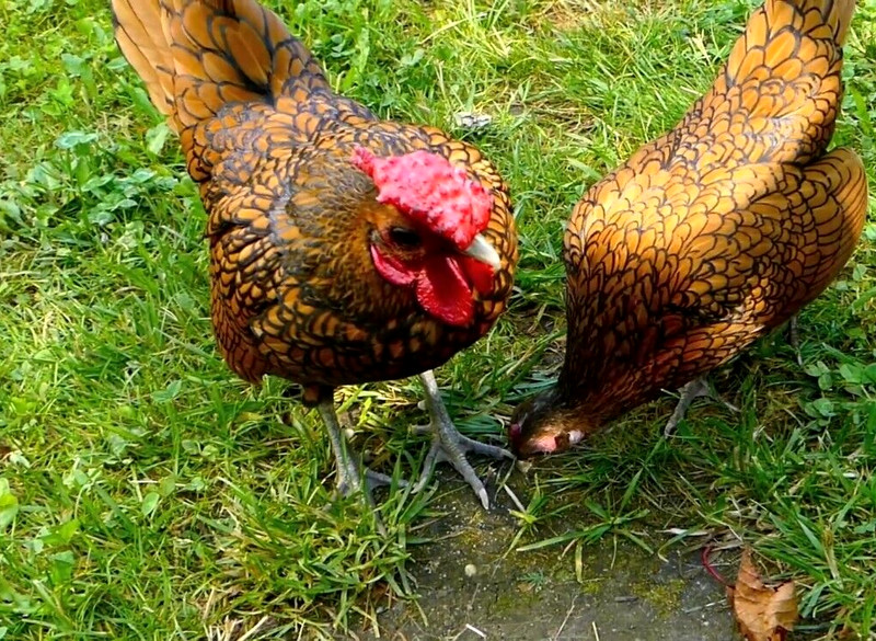 15 NPIP/AI Clean Golden Sebright Bantam Hatching Eggs SHOW QUALITY GRADE A+++