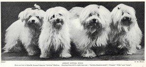 Maltese Family "Invicta" - 1934 Vintage Dog Art "Photo" Print - CUSTOM MATTED