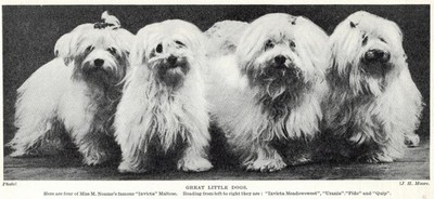 Maltese Family ''Invicta'' - 1934 Vintage Dog Art ''Photo'' Print - CUSTOM MATTED