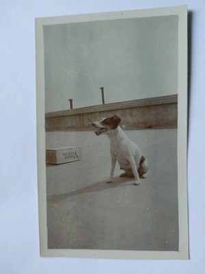 Vintage 30er Jahre Jack Russell, Hund, Schnappschuss, Foto