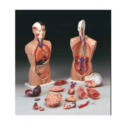 31 inches Male TALL PAUL Torso 19 Parts Anatomical Human Model MALE #6