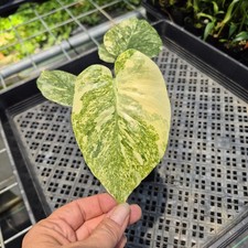 Monstera Deliciosa Green Snow variegated exact plant, Fedex 2day