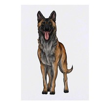 'Belgian Malinois' Temporary Tattoos / Transfers TO00045592