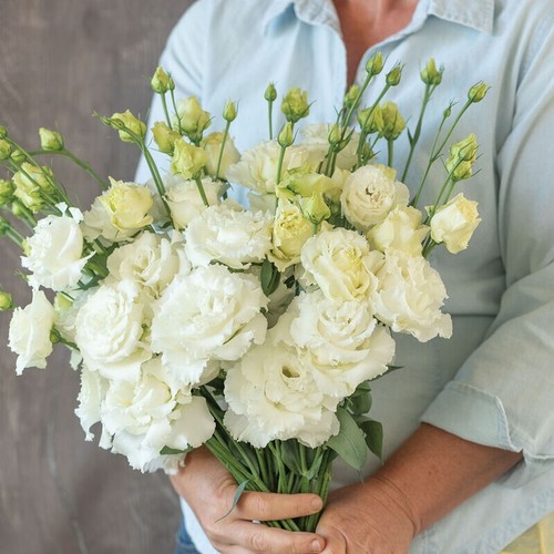 LEBENDE PFLANZE Lisianthus Voyage 2 White Eustoma grandiflorum 4 Stecker pflanzenfertig
