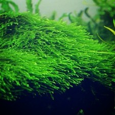100g Java Moss Live Aquarium Plants Shrimps Fish From Personal Tank NO SNAILS 