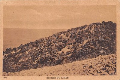 Lebanon - Cedars ofLebanon - Publ. Sarrafian Bros. 996 - - Liban - Cèdres du Lib