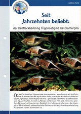 Klinowy niedźwiedź Trigonostigma heteromorpha / karta informacyjna akwarium