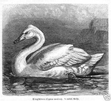 SINGSCHWAN Cygnus cygnus  SCHWAN Entenvogel Holzstich von 1891 Vogel
